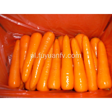 Świeże marchewki wysokiej jakości